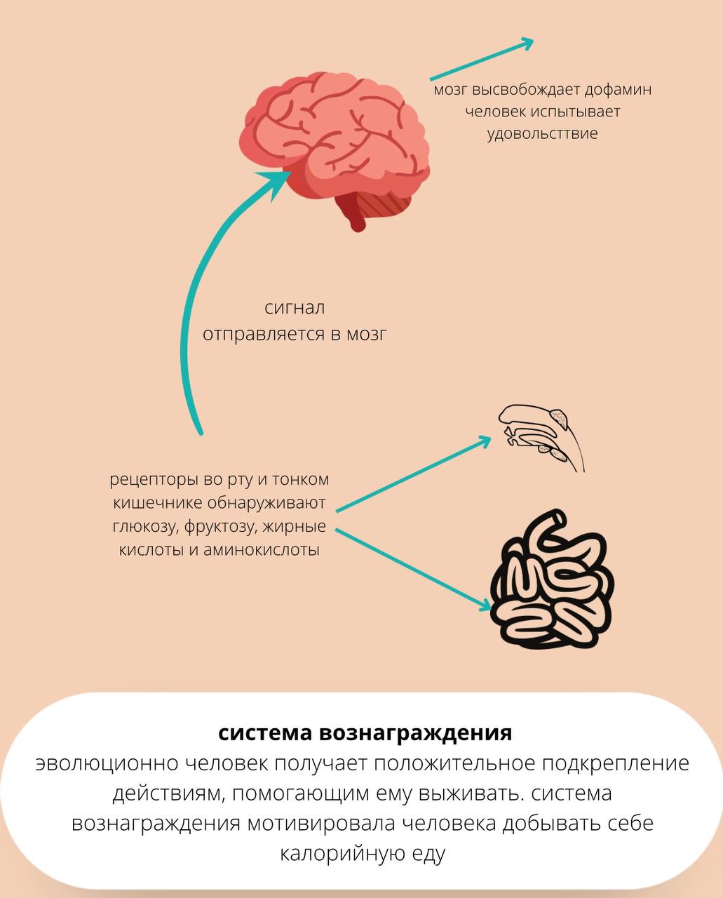 Мозг и желание энергетически плотной еды image preview