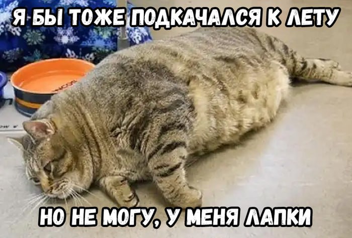 история клиентов с котиками в питании и здоровом образе жизни image preview